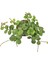 Peperomia Tetraphylla 'Hope' (Umut Sarmaşığı) 2