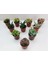 Egzotikbahçe 10'lu Özel Sukulent Set -3 Adet Haworthia + 7 Adet Sukulent 1