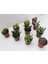Egzotikbahçe 10'lu Özel Sukulent Set -3 Adet Haworthia + 7 Adet Sukulent 3