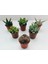 Egzotikbahçe 6'lı Sukulent Set - Özel Renkli Çeşitler - 3+3 Haworthia + Sukulent 1