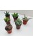 Egzotikbahçe 6'lı Sukulent Set - Özel Renkli Çeşitler - 3+3 Haworthia + Sukulent 2