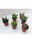 Egzotikbahçe 6'lı Sukulent Set - Özel Renkli Çeşitler - 3+3 Haworthia + Sukulent 3