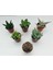Egzotikbahçe 6'lı Sukulent Set - Özel Renkli Çeşitler - 3+3 Haworthia + Sukulent 4