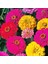 Sunagri Zinnia Çiçek Tohumu 3