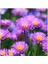 Sunagri Aster Süs Çiçek Tohumu 4