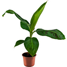 Grow Botanik Saksıda Muz Fidanı (Orta Boy 60-80CM)
