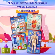 Tox 4 Set  151 Parça Tox Iskelet , Iç Organlar Sistemi , Takvim ve Rakamları Öğreniyorum Keçe Cırtlı Duvar Panoları , Eğitici Oyuncak