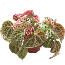 Betonish Begonia Ferox (Begonia Çiçeği)