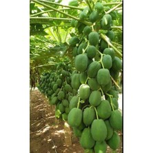 Antalya Tropikal Tüplü Tropikal Papaya (Ağaç Kavunu) Fidanı