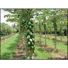 Antalya Tropikal Tüplü Tropikal Papaya (Ağaç Kavunu) Fidanı