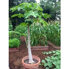 Antalya Tropikal Tüplü Tropikal Papaya (Ağaç Kavunu) Fidanı