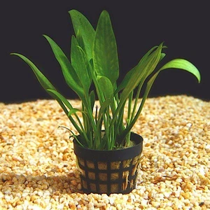 İthal Bitki Cryptocoryne Parva Saksı Canlı Bitki