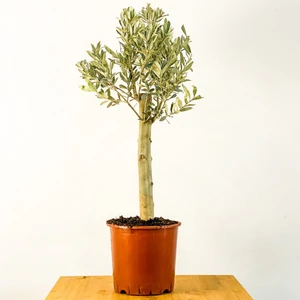 Tunç Botanik Bonsai Zeytin Salon Ofis Bitkisi