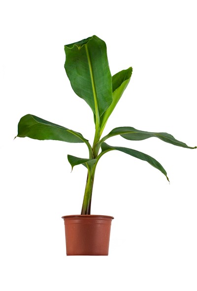 Grow Botanik Saksıda Muz Fidanı (Orta Boy 60-80CM)