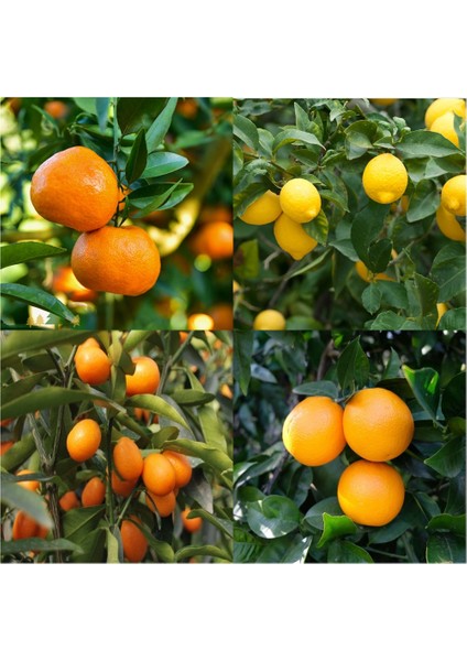Bodur Yediveren Limon Portakal Kamkat Mandalina Fidanı