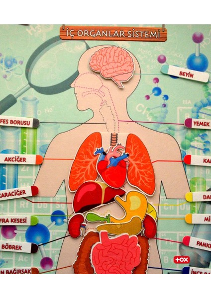 2 Set - 62 Parça Tox Iç Organlar ve Zıt Kavramlar Keçe Cırtlı Duvar Panoları , Eğitici Oyuncak