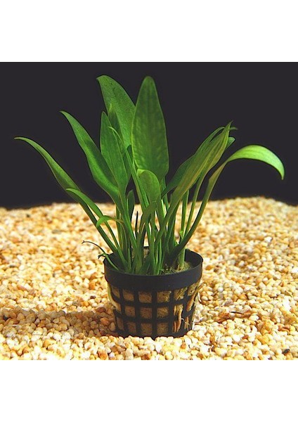 Cryptocoryne Parva Saksı Canlı Bitki
