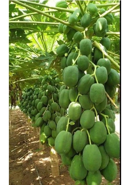 Antalya Tropikal Tüplü Tropikal Papaya (Ağaç Kavunu) Fidanı