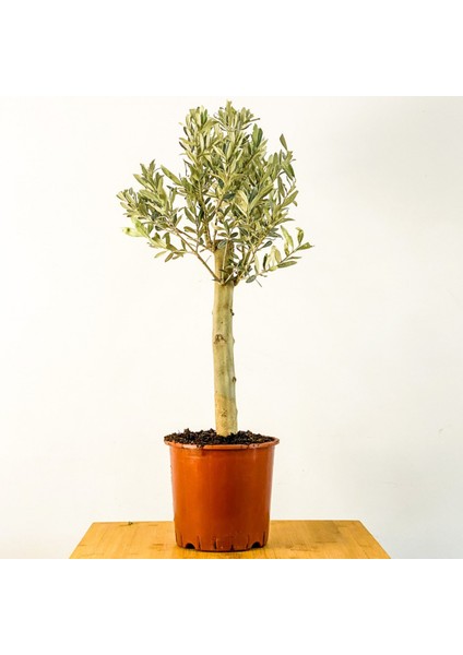 Bonsai Zeytin 5'li Salon Ofis Bitkisi