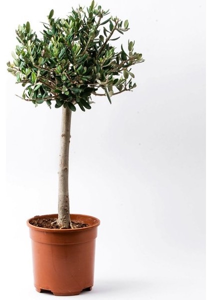 Bonsai Zeytin 5'li Salon Ofis Bitkisi