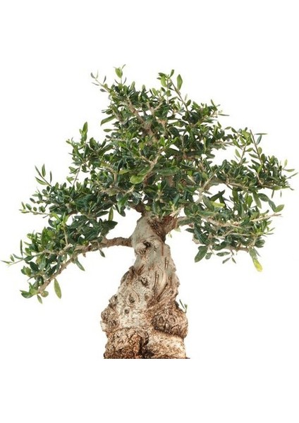 Bonsai Zeytin 5'li Salon Ofis Bitkisi
