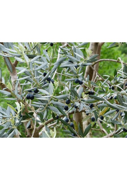 Bonsai Zeytin 5'li Salon Ofis Bitkisi