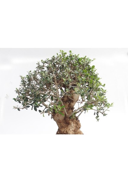 Bonsai Zeytin 5'li Salon Ofis Bitkisi