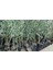 10 Adet Gemlik ( Trilye ) Zeytin Fidanı Tüplü En Az 100CM 2
