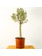 Bonsai Zeytin 5'li Salon Ofis Bitkisi 1