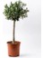 Bonsai Zeytin 5'li Salon Ofis Bitkisi 2
