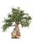 Bonsai Zeytin 5'li Salon Ofis Bitkisi 3
