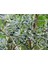 Bonsai Zeytin 5'li Salon Ofis Bitkisi 4
