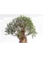 Bonsai Zeytin 5'li Salon Ofis Bitkisi 5