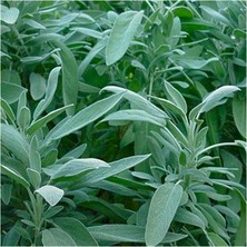 Biorganix Tıbbi Adaçayı Salvia Officinalis 15 - 25 cm