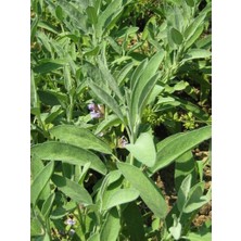 Biorganix Tıbbi Adaçayı Salvia Officinalis 15 - 25 cm