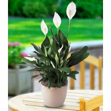 Tunç Botanik BARIŞ ÇİÇEĞİ Spathiphyllum - Hediyelik Salon Ofis Bitkisi