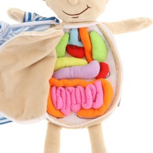 Lovoski Insan Vücudu Anatomisi Oyuncak Çocuk Anatomisi Oyuncaklar Organ Farkındalık Eğitim Oyuncaklar (Yurt Dışından)