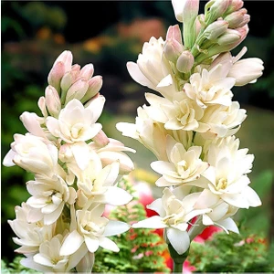 Net Tarım 3 Adet Sümbül Teber Katlı Mis Kokulu Beyaz