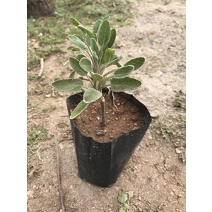 Adaçayı Şalba Fidanı 15-25 cm Salvia Officinalis