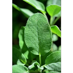 Tıbbi Adaçayı Salvia Officinalis 15 - 25 cm