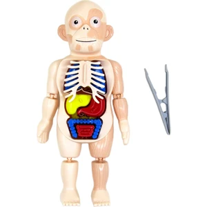 Organlar Anatomi Öğrenme Oyuncaklar Laboratuvar Heyecanlı Oyun ile 3D Insan Vücudu (Yurt Dışından)