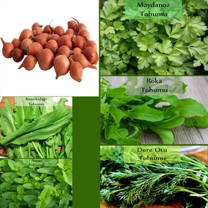 Zencefil Organik 6 Paket Tohum NO19 Kıska 1 Kg. Arpacık Soğan Maydanoz Roka Kuzukulağı Tohumu Dereotu Nane Tohumu