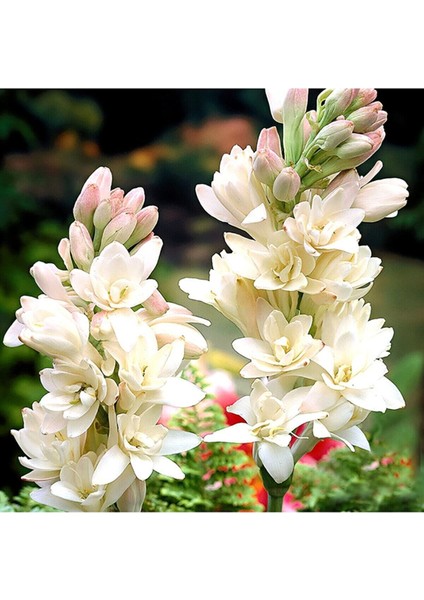 Net Tarım 3 Adet Sümbül Teber Katlı Mis Kokulu Beyaz