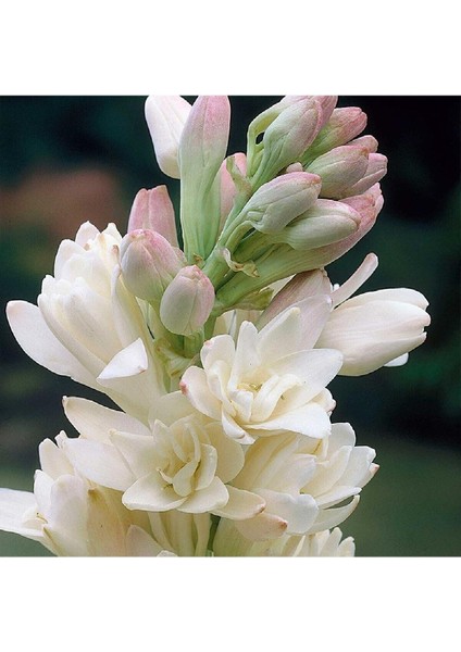 Net Tarım 3 Adet Sümbül Teber Katlı Mis Kokulu Beyaz fırsatları