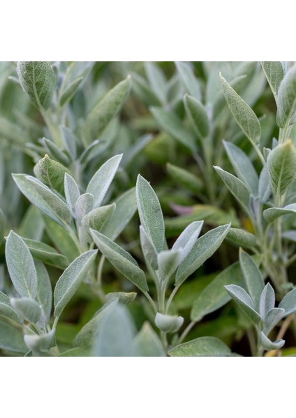 Adaçayı Şalba Fidanı 15-25 cm Salvia Officinalis