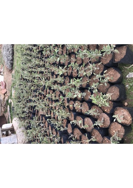 Adaçayı Şalba Fidanı 15-25 cm Salvia Officinalis