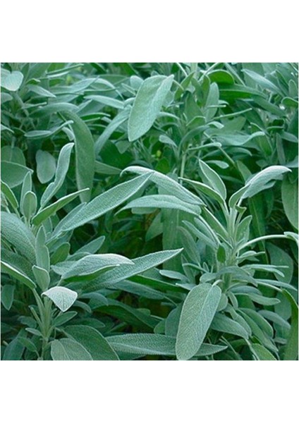 Tıbbi Adaçayı Salvia Officinalis 15 - 25 cm