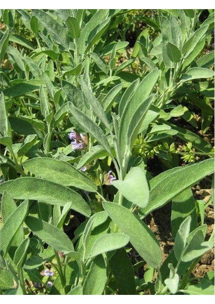 Tıbbi Adaçayı Salvia Officinalis 15 - 25 cm