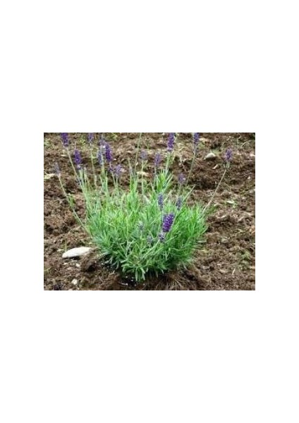 Saksı Tipi Lavanta Fidanı 10 Adet 5-15 cm Intermedia