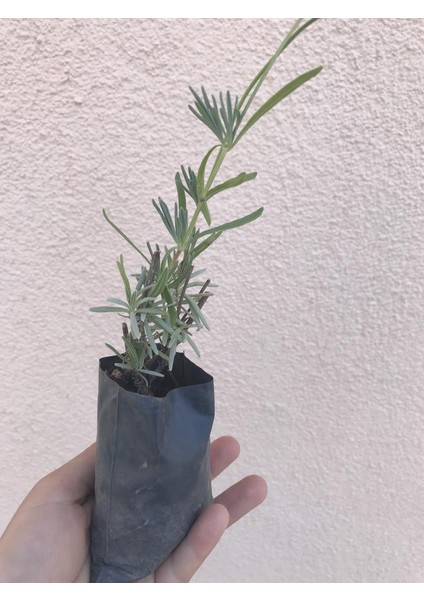 Saksı Tipi Lavanta Fidanı 10 Adet 5-15 cm Intermedia